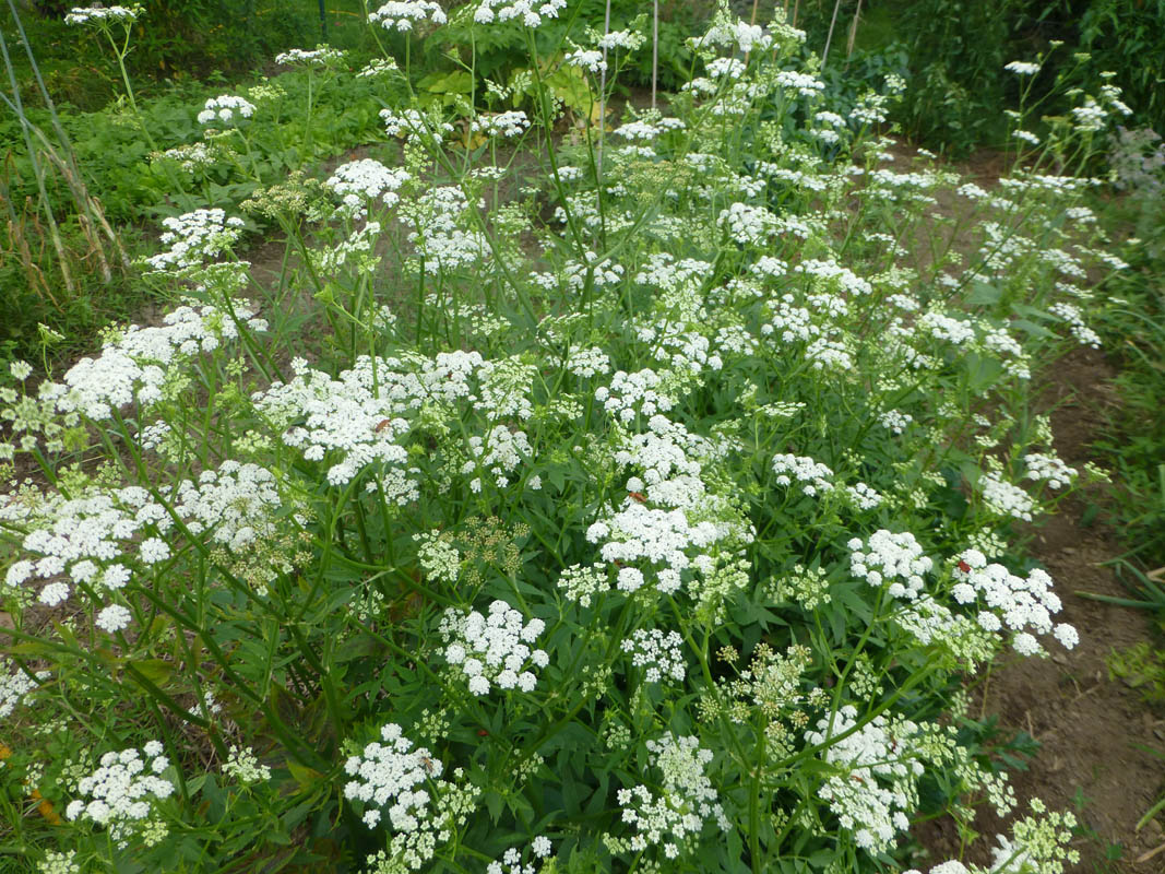 Sium sisarum